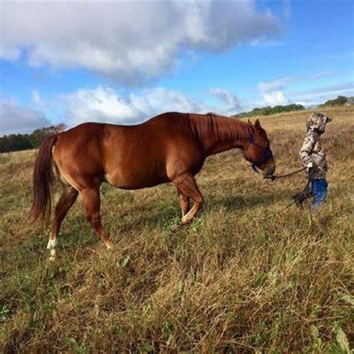 What makes a horse happy?