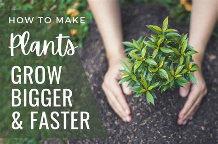 What makes indoor plants grow faster and bigger?