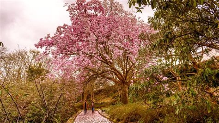 What makes Mount Abu beautiful?