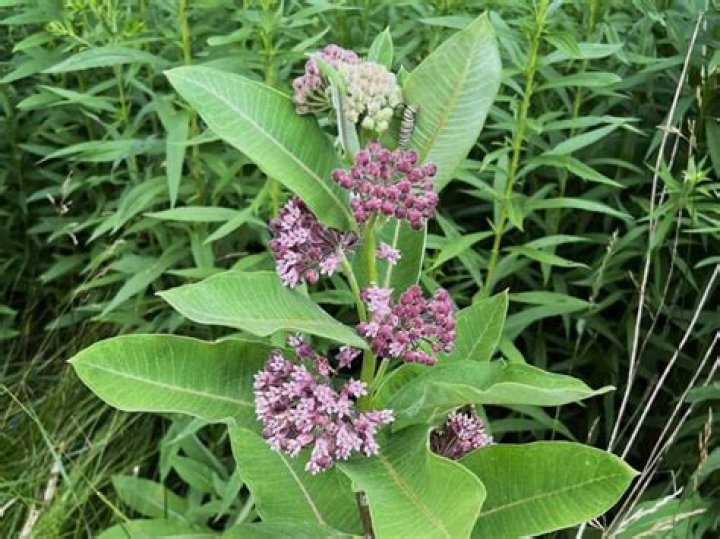 What milkweed is native to Louisiana?