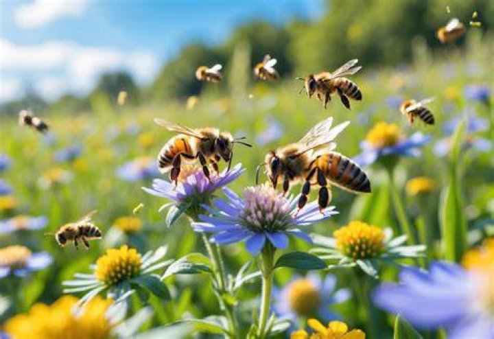 What month are bees most active?