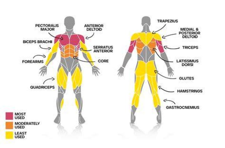 What muscles are most important for golf?