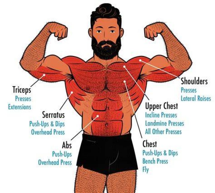 What muscles are used in Arnold press?