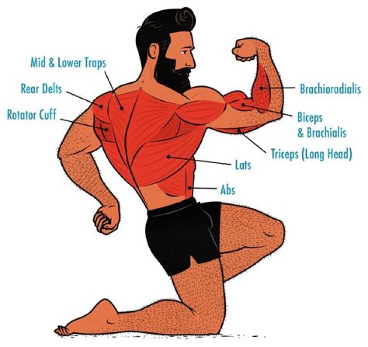 What muscles are used in SUP?