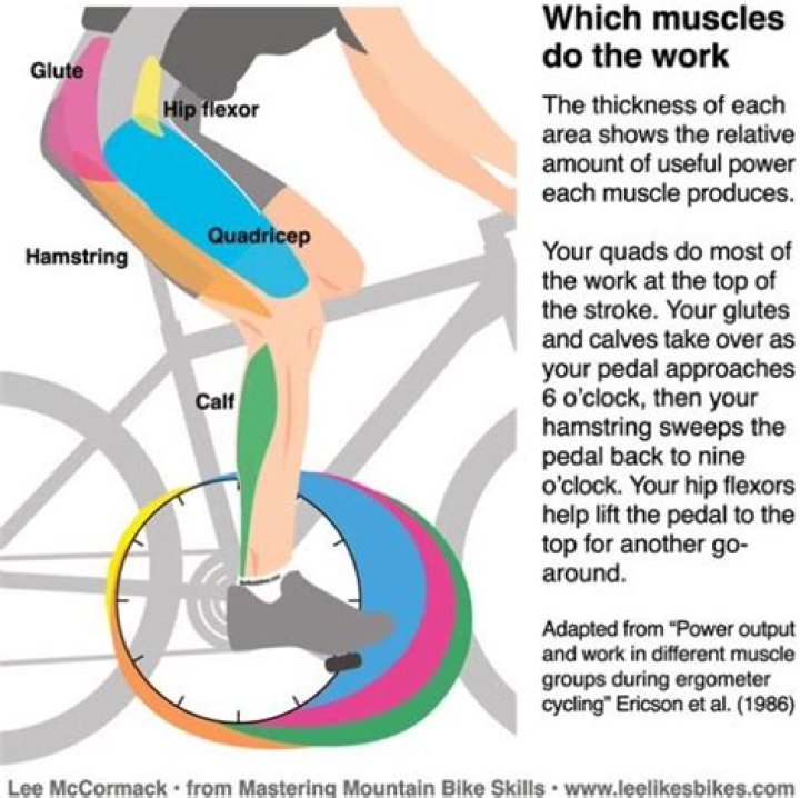 What muscles does a recumbent bike exercise?