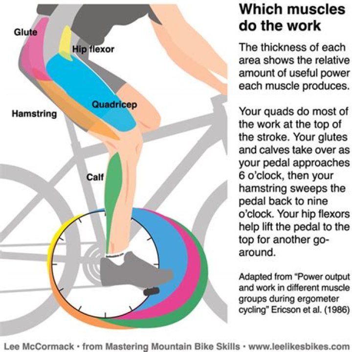 What muscles does bike riding use?
