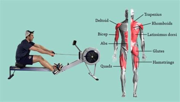 What muscles get toned from rowing?