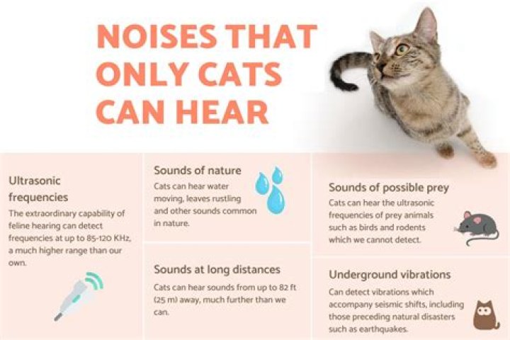 What noises do cats make?
