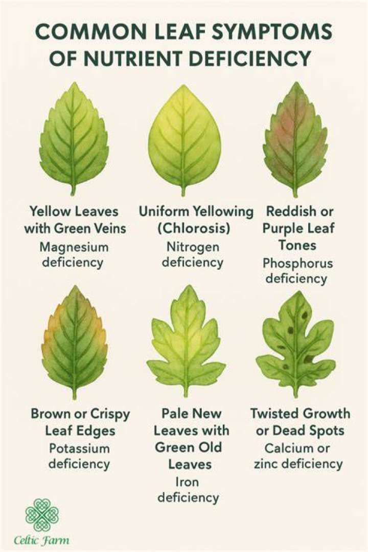 What nutrient deficiency causes yellow leaves?