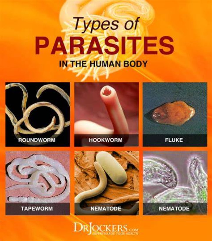 What parasites can live in human hair?