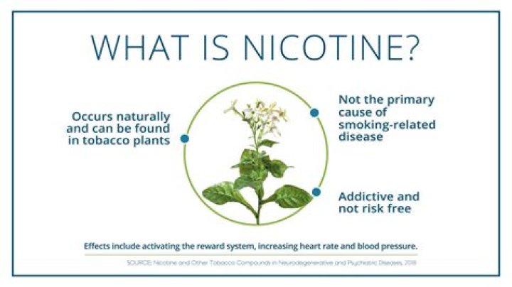 What plant has the most nicotine?