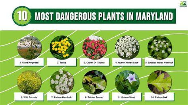 What plants are illegal in Illinois?