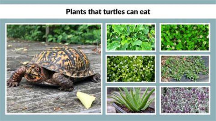 What plants can turtles not eat?
