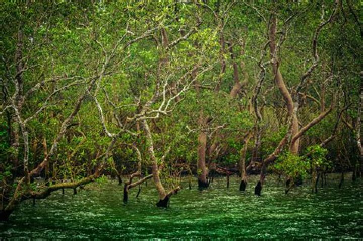 What problems are the Sundarbans facing?