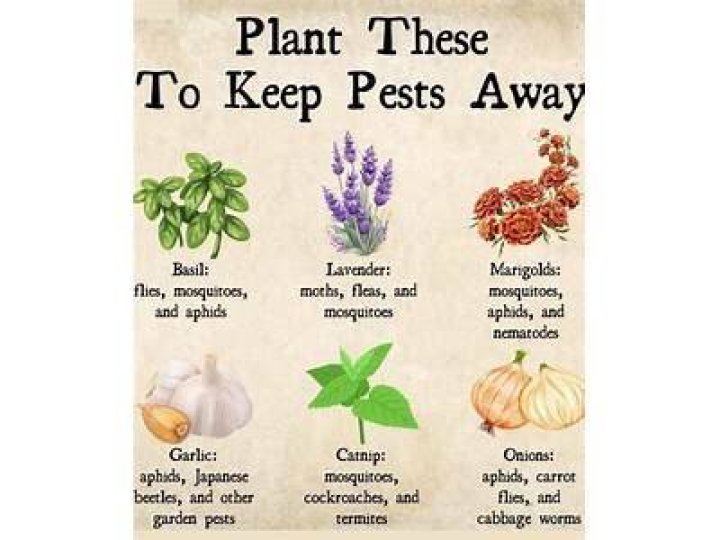 What scent keeps moths away?