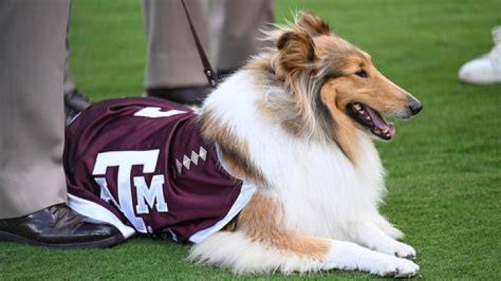 What school are the Aggies?