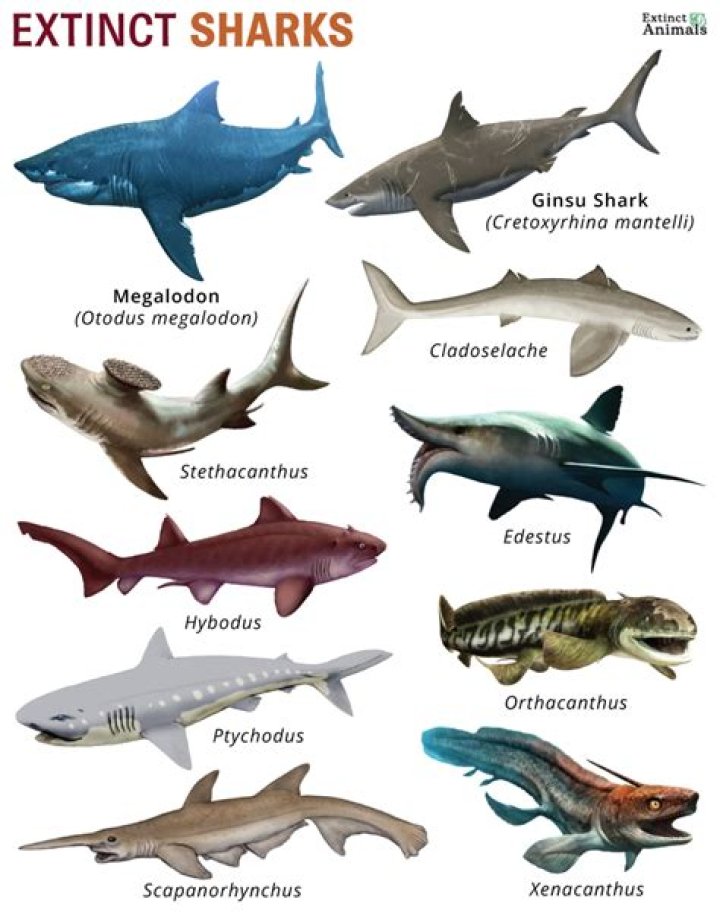 What shark species are going extinct?