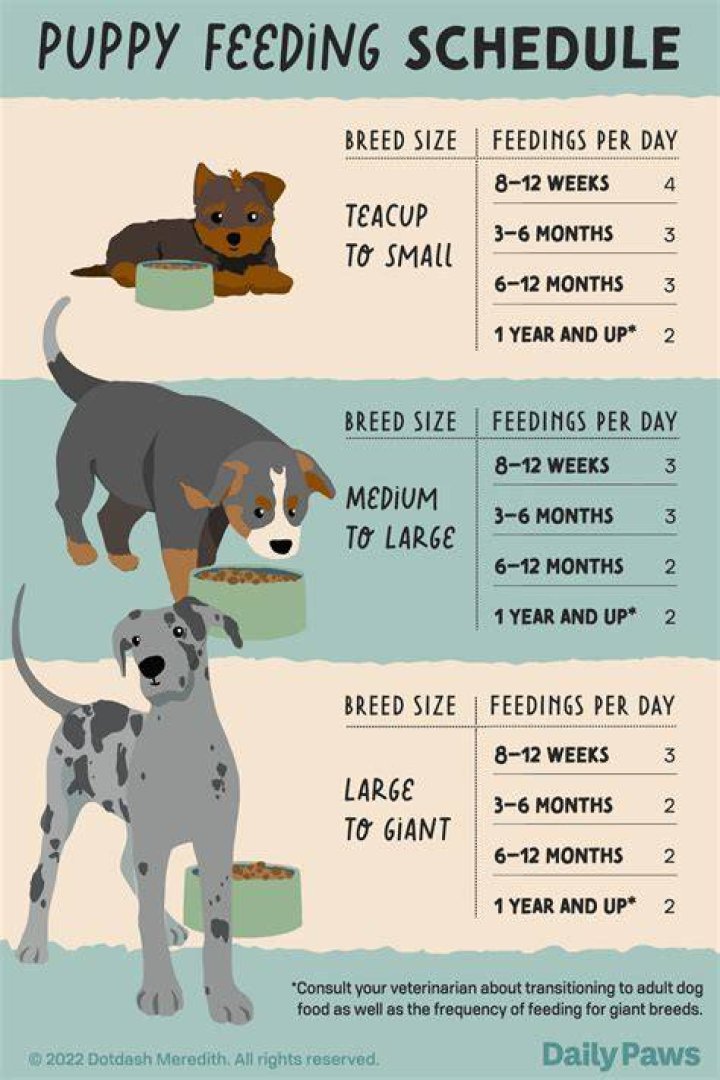 What should a 3 month old puppy know?