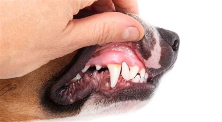 What should healthy dog gums look like?