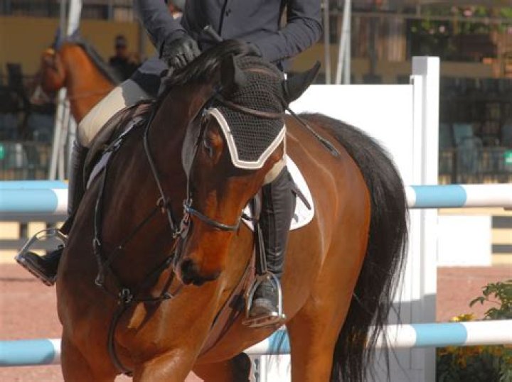 What should my horse wear for show jumping?