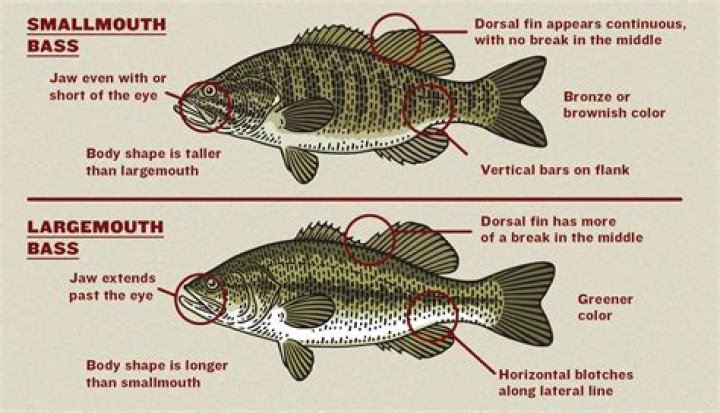 What size bass should I keep out of my pond?