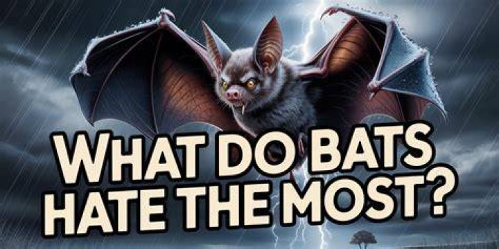What smell do bats hate the most?