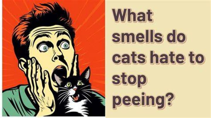 What smell do cats hate to pee on?