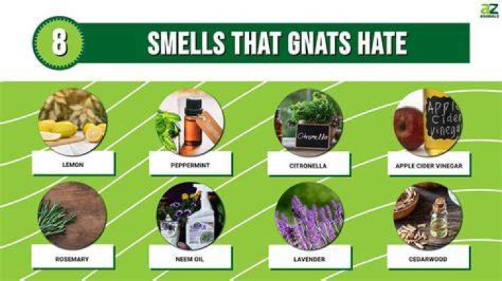 What smell do rats dislike?