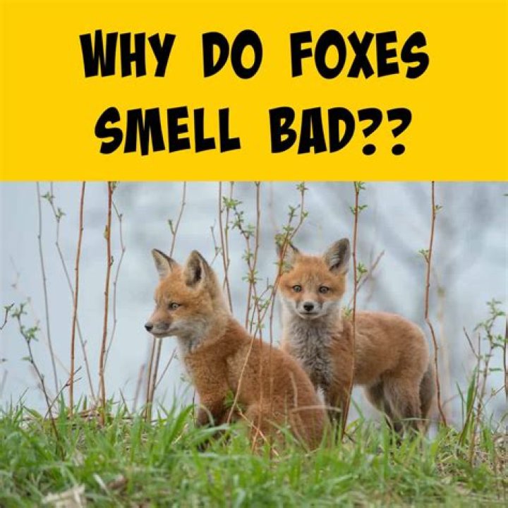 What smells do foxes not like?