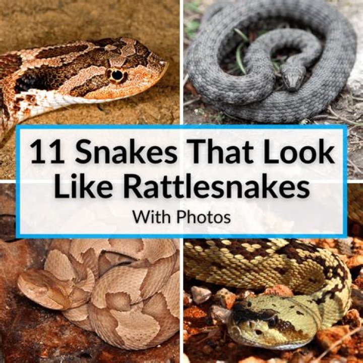 What snake rattles like rattlesnakes?