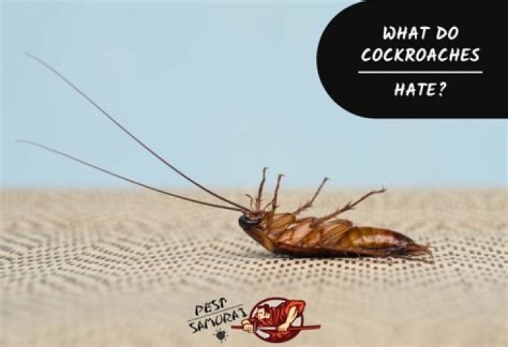 What sounds do cockroaches hate?