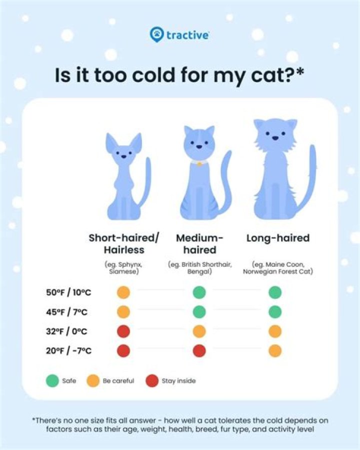 What temperature is too cold for a bat?
