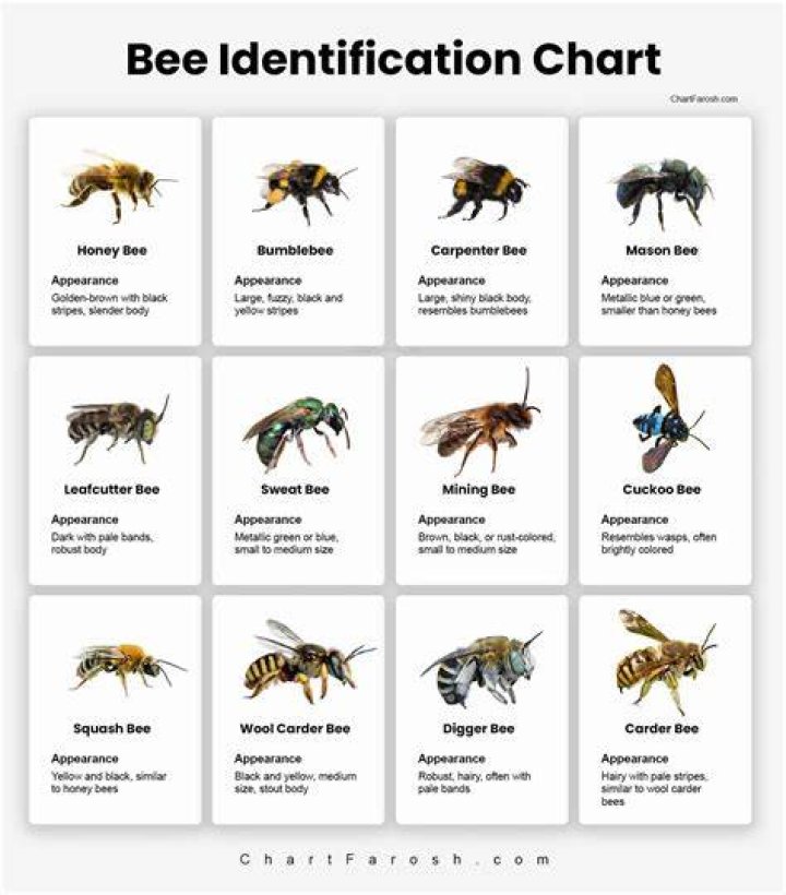 What time of day are bees most likely to swarm?