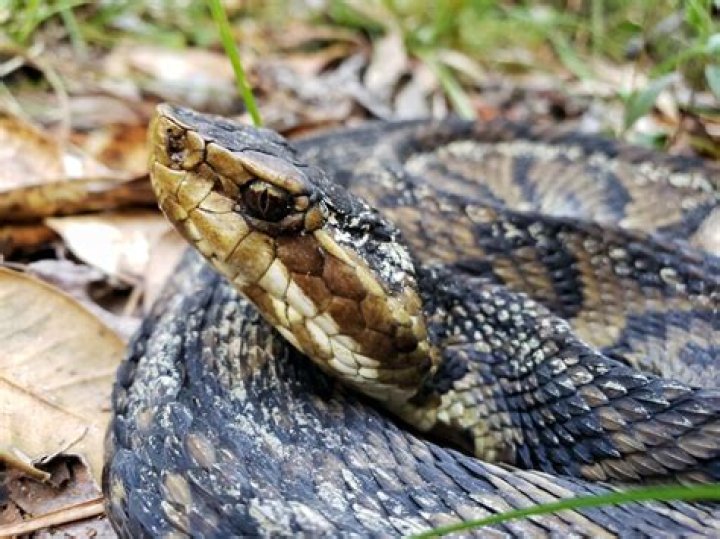 What time of day are water moccasins most active?