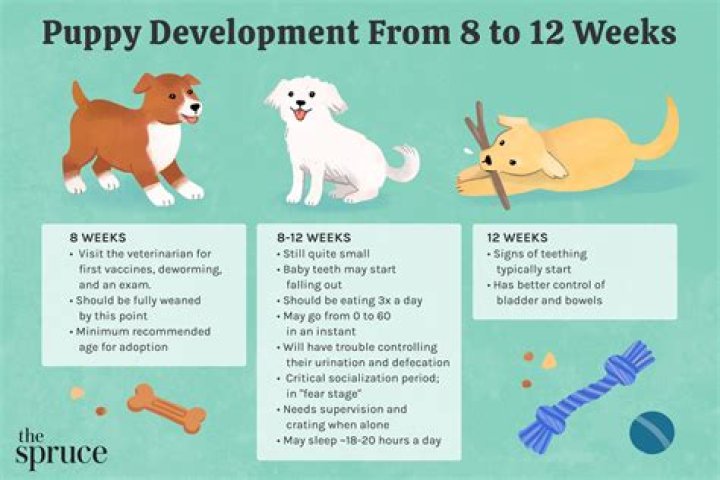 What time should a 12 week old puppy go to bed?