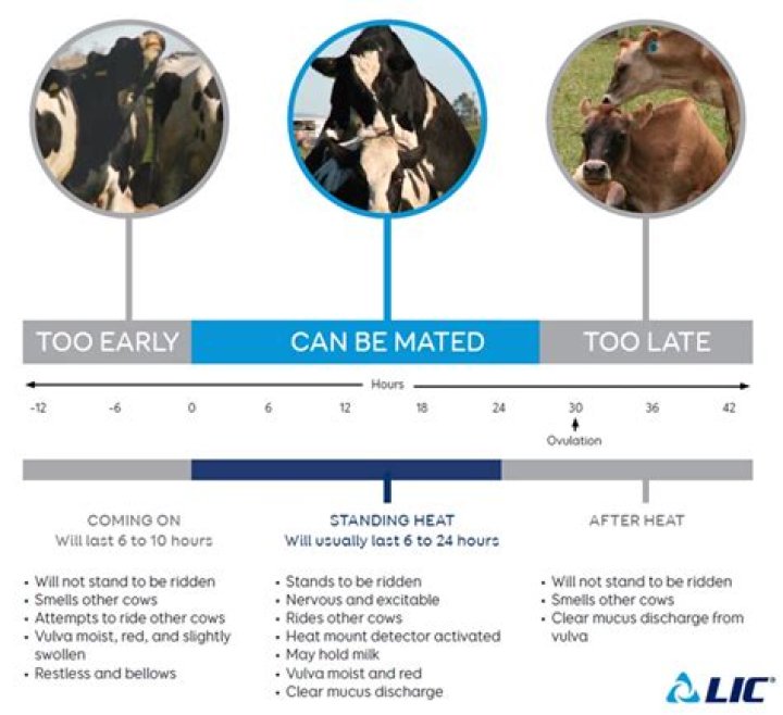 What to do if a cow runs at you?