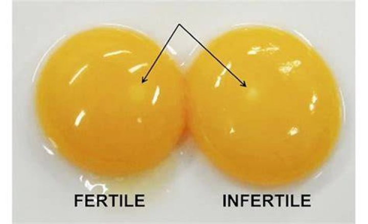 What to do if chicken smells like eggs?