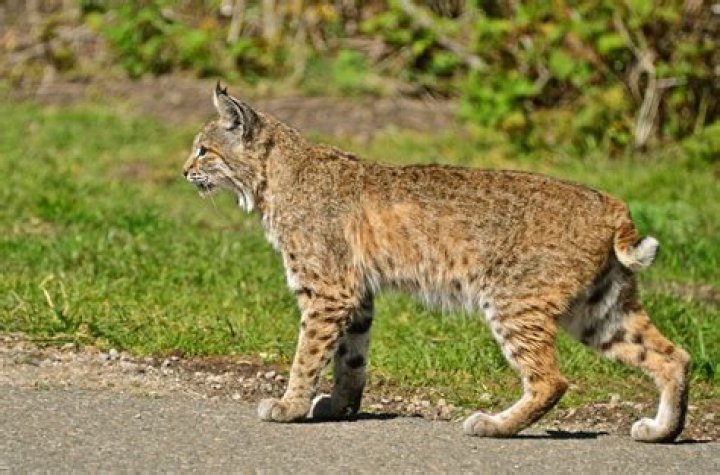 What to do if you see a bobcat in your backyard?