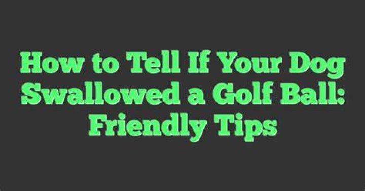 What to do if you think your dog swallowed a golf ball?