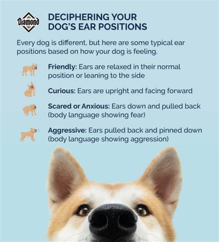 What to do if your dog is obsessed with you?