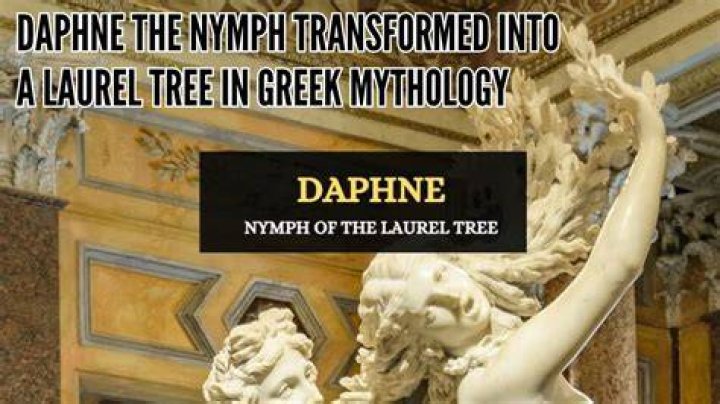 What tree did Daphne turned into?
