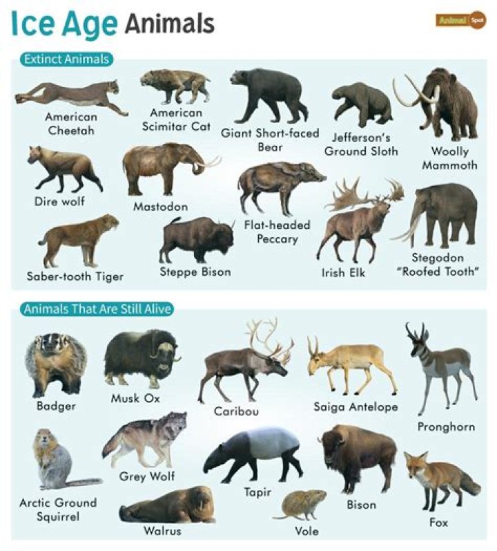 What type of animal is Buck from ice age?