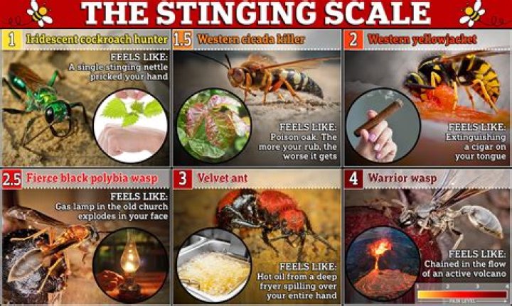 What type of bee has the most painful sting?