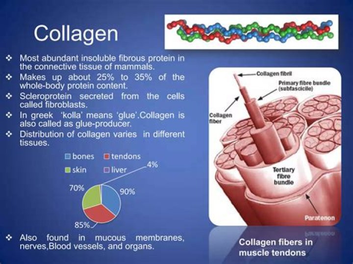 What type of collagen helps with cellulite?