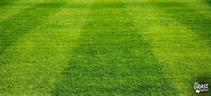 What type of grass is used on football fields?