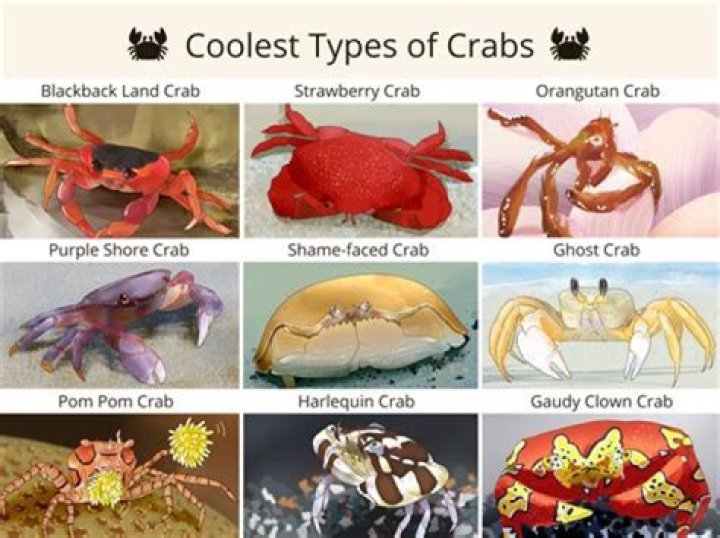 What types of crabs live in coral reefs?