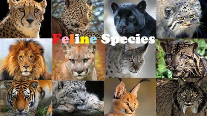 What was the first feline?
