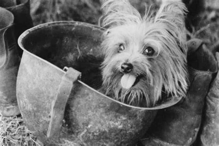 What was the first pet dog?