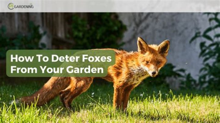 What will deter foxes?