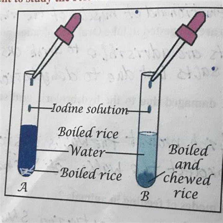 What will happen if we pour iodine solution on boiled rice and chewed rice?
